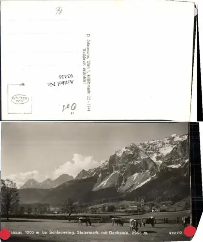 93426,Ramsau b. Schladming Kühe Ortsrand 1941