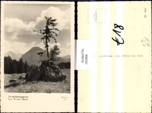 193898,Auf d. Hintereggeralm b. Liezen geg. Bosruck u. Pyhrgas pub Hubmann 242