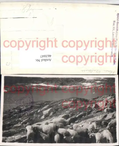 463847,Oberer Klaffersee See b. Rohrmoos Schafe pub Foto K. Them Steyr