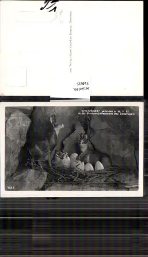 714615 Gemsennest Gemsen Gamskogel Längenfeld Tirol Ötztal Sölden