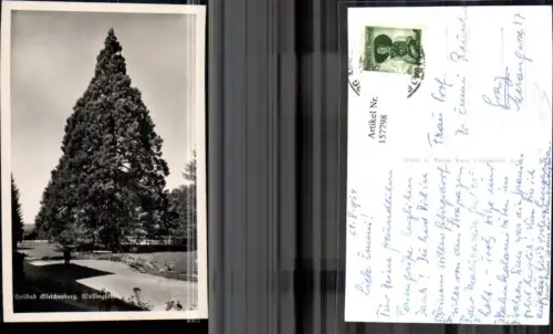 157798,Bad Gleichenberg Wellingtonia Ansicht Baum m. Mann 1954