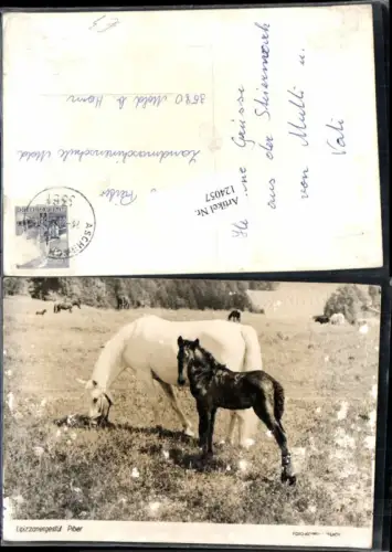 124057,Lipizzaner Pferde Piber bei Köflach
