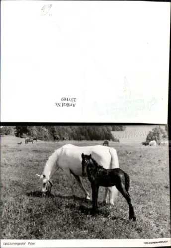 237169,Köflach Piber Lipizzanergestüt Pferde