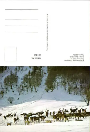 714869 Klein-Sölk Kleinsölk Wildfütterung Breitlahn Wildfütterung Wild Jagd Tiere