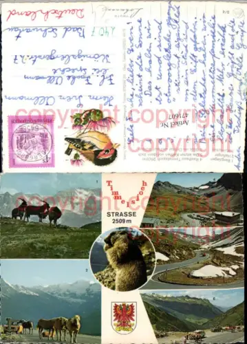 471607,Timmelsjoch-Straße b. Hochgurgl Pferde Murmeltier Mehrbildkarte