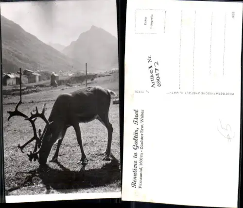 690472 Galtür Tirol Renntiere Paznauntal