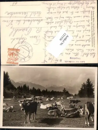 121536,Kühe Kuh b. Lans in Tirol Innsbruck 1925