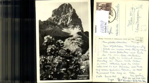 668848,Foto Ak bei Hall i. Tirol Alpenblumen Alpenrosen