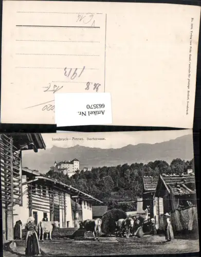 663570,Innsbruck Amras Dorfstrasse Rinder Kühe pub Fritz Gratl 2194
