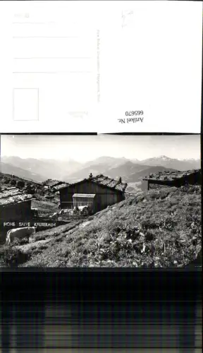 665670,Foto Ak Hopfgarten im Brixental Hohe Salve Kälberalm Rinder Kühe