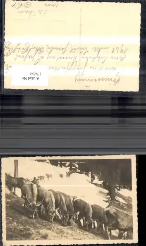 174684,Foto Ak Landl b. Thiersee Wild b. Fütterung Winter Rehe Hirsch Rotwild 1928