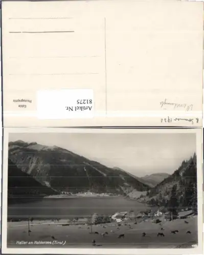 81275,Haller am Haldensee Kühe auf Wiese Nesselwängle