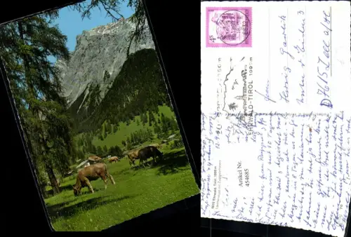 454685,Ehrwald Lärchenwald Rinder m. Zugspitzmassiv Bergkulisse