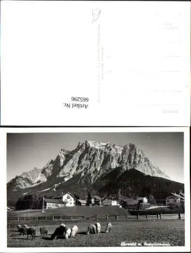 665296,Foto Ak Ehrwald mit Zugspitzmassiv Schafe auf Weide i. Vordergrund