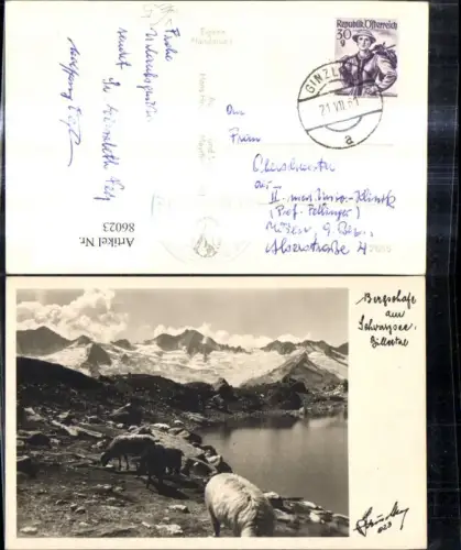 86023,Foto Ak Bergschafe a. Schwarzsee Zillertal Zemmgrund Mayrhofen pub Hruschka 823