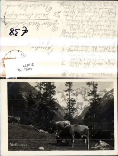 210177,Im Stilluptal Partie Kühe b. Mayrhofen