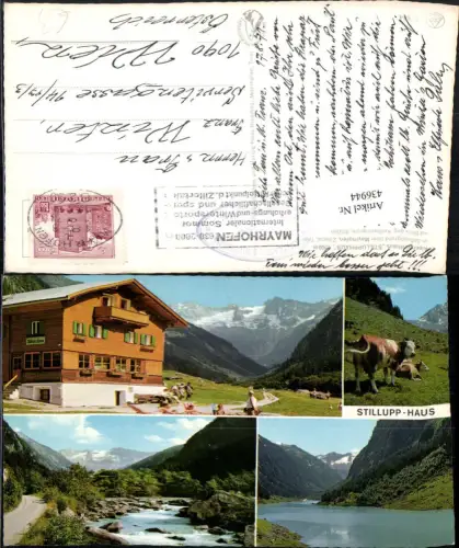 436944,Alpengasthaus Stillupphaus b. Mayrhofen Fluss Rinder Mehrbildkarte