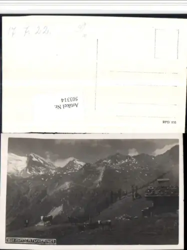 503314,Hintertuxeralm b. Hintertux Tux Rinder Bergkulisse