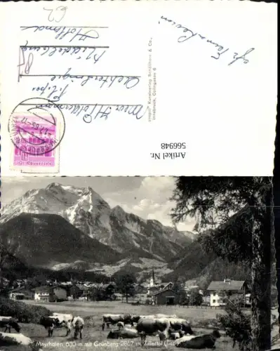 566948,Foto Ak Mayrhofen m. Grünberg Zillertal Kühe Rinder auf Weide