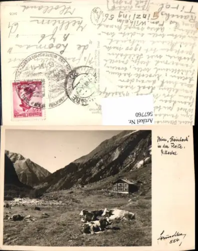 567760,Foto Ak Flloitengrund Dornauberg-Ginzling Floite Zillertal b. Greinbock Kühe Rinder pub Hans Hruschka 554