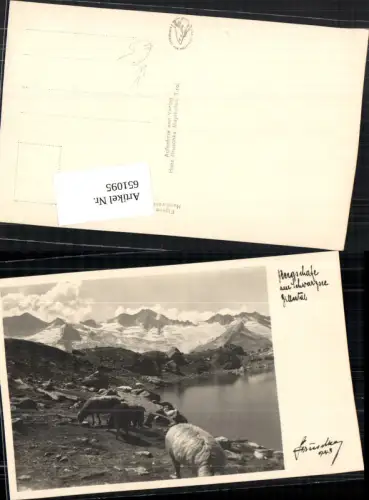 651095,Bergschafe Schafe Schwarzsee Zillertal pub Hans Hruschka 743