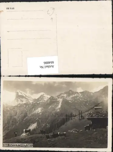 664886,Foto Ak Hintertuxeralm Hintertux Tux Kühe Rinder