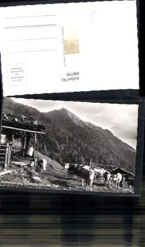 668749,Foto Ak Hart im Zillertal Bachleralm geg. Hamberg Zillertal Rinder Kühe