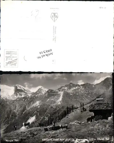 690316 Hintertux Tux Kühe Hintertuxer Alm