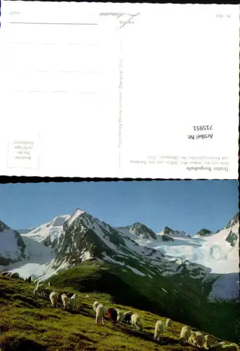 715951 Foto AK Tiroler Bergschafe Blick Hohen Mut Gaisberg Rotmoosgletscher bei Obergurgl