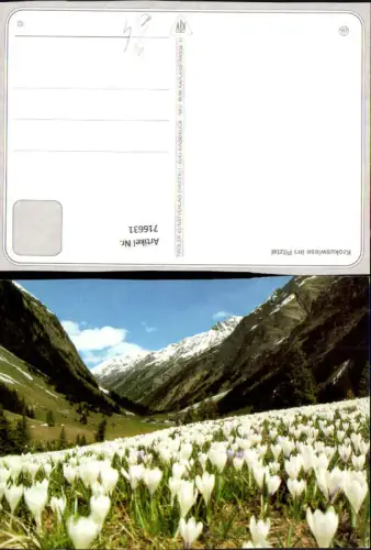 716631 Krokuswiese im Pitztal St Leonhard im Pitztal Jerzens Wenns Arzl im Pitztal