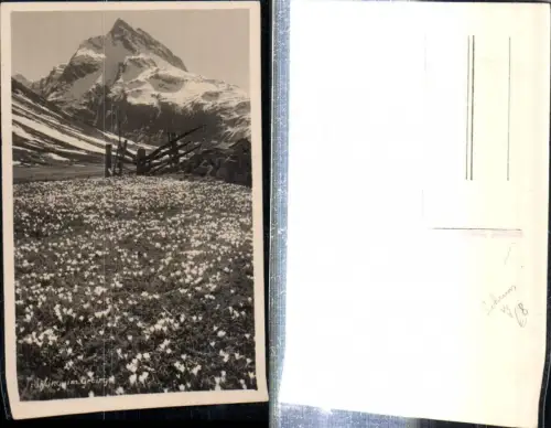 307816,Frühling im Gebirge b. Schruns Bergkulisse Blumenwiese Krokusse pub Otto Steiner