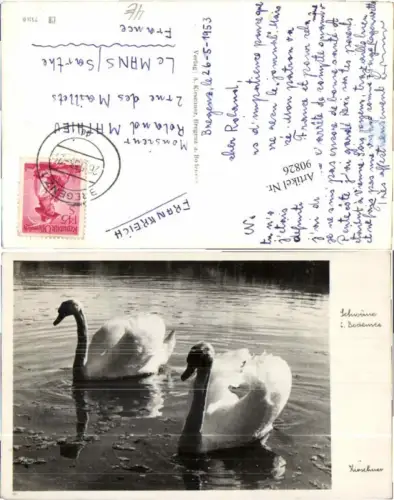 90826,Schwäne am Bodensee Schwan Bregenz