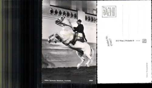 674417,Wien Spanische Hofreitschule Lipizzaner Pferde Pferd