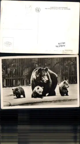 681379 Wien Hietzing Schönbrunn Braunbär Duscha Tiergarten Bär