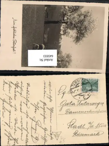 645933,Stempel Tamsweg im Lungau nach Stadl an der Mur 1931 Schafe Ostern