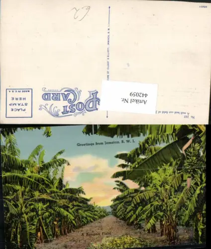 442059,Jamaica Jamika Banana Field Bananenfeld Bananen Bäume