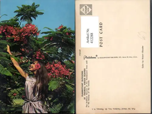 412288,Virgin Islands St. Thomas Flamboyant Blossoms Frau Blüten