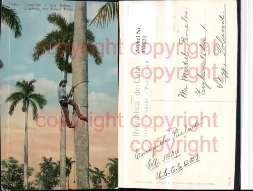 468022,Cuba Climbing the Royal Palm Palmen Kletterer