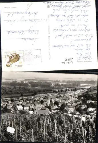 286855,Blick auf Tokaj Totale Weinreben