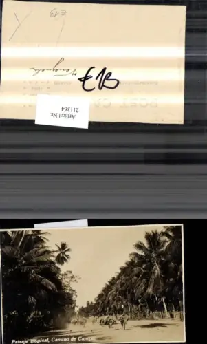 211364,Venezuela Camino de Campo Paisaje tropical Straßenansicht Palmen