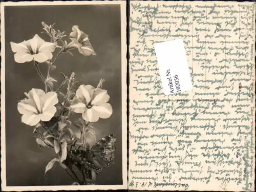 102056,Schmetterling auf Blumen