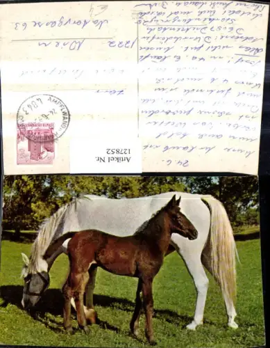 127852,Tiere Pferde Fohlen Pferd