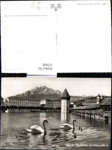 127892,Foto Ak Tiere Schwan Schwäne m. Jungen Luzern Kapellbrücke u. Pilatus