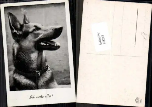 128267,Deutscher Schäferhund Hund DOG Schäfer