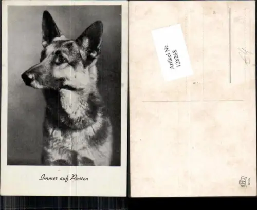 128268,Deutscher Schäferhund Hund DOG Schäfer