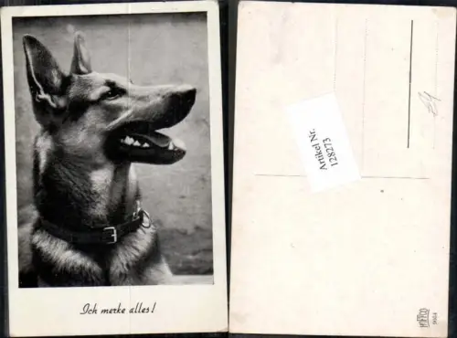 128273,Deutscher Schäferhund Hund Dog Schäfer
