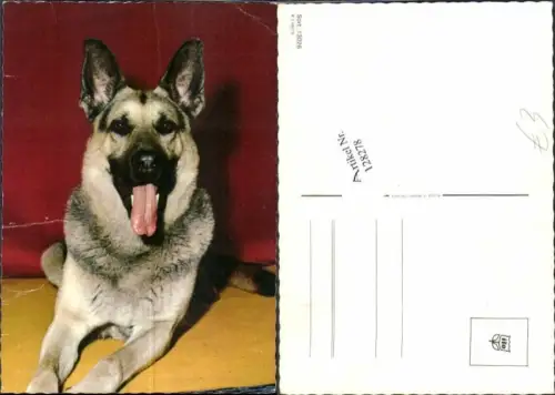 128278,Schäferhund Hund Schäfer