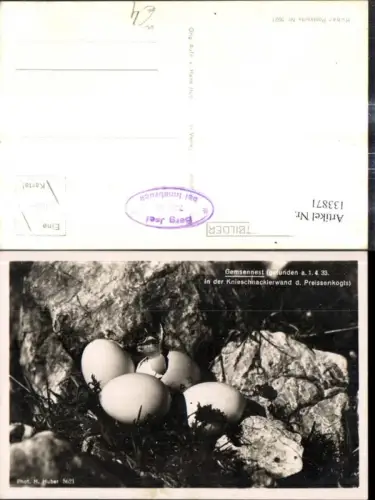 133871,Foto Tiere Gemsennest Nest Eierschalen Knieschnacklerwand d. Preissenkogls Innsbruck