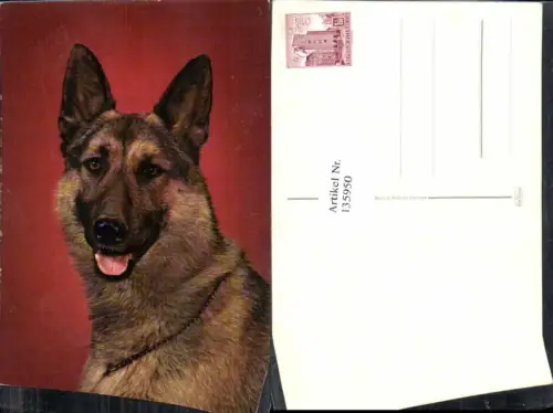 135950,Süsse Hunde Hund Schäfer Schäferhund