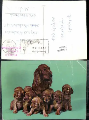 135954,Süsse Hunde Hund Welpen m. Mutter